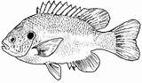 Bass Coloring Pages Fish Print Color Search Again Bar Case Looking Don Use Find sketch template