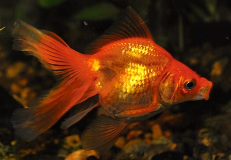 types  goldfish  aquariums  ponds  guide