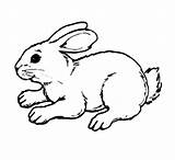 Hopping Coloring Pages Bunny Tired sketch template