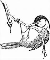 Chickadee Capped Parus Llustration Atricapillus Noir Ligne Birds Esox Linnaeus Lucius Oiseau Cormoran Salmoides Brochet Poissons Pixnio Coloringbay Whooping Pike sketch template