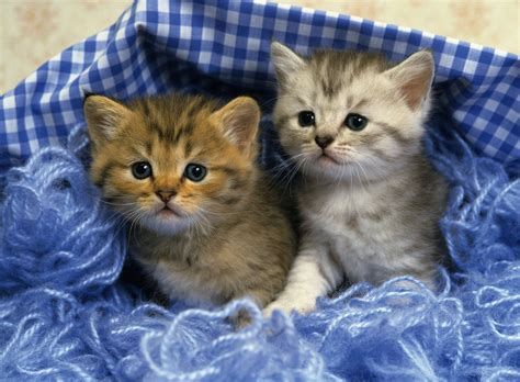 cute kittens hd wallpapers high definition  background