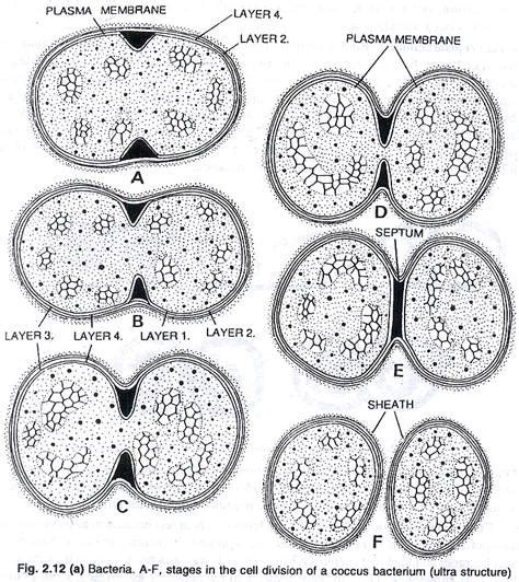 important types  asexual reproduction  bacteria