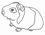 Guinea Pig Coloring Pages Print Cavies Printable Getcolorings Color Carlinville sketch template