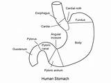 Stomach Coloring Pages Human Esophagus Printable Template Drawing Body Pancreas Digestive System Horse Intestine Small Lungs Heart sketch template