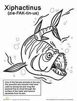 Coloring Fish Pages Scary Drawing Ray Xiphactinus Kids Awesome Easy Looking Animal Week Extinct Things Sea Drawings Color Creatures Mean sketch template