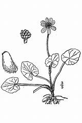 Celandine Lesser Ranunculus Ficaria Mirofoss States Rendering Agriculture Department United Artist Thumbnail Leaved Purple sketch template