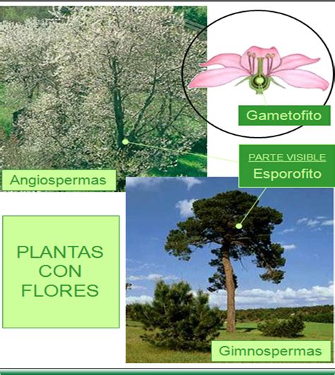 Plantas Con Flores Gimnospermas Y Angiospermas ~ Con Ciencia