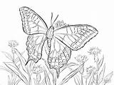 Butterfly Coloring Swallowtail Pages Drawing Old Caterpillar Printable Coloringbay Drawings sketch template