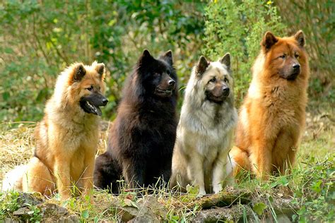 eurasier pet  dog