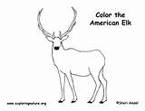 Elk Wapiti American Coloring Sponsors Wonderful Support Please sketch template