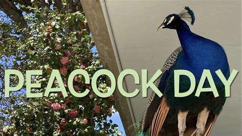 peacock day   arboretum