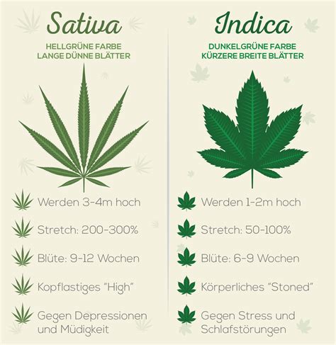 cannabis sativa indica und ruderalis pflanze alle unterschiede