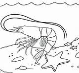 Coloring Shrimp Pages Underwater Starfish Cool Cute Kids sketch template