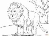 Coloring Lion Pages Adults Print sketch template