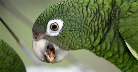 parrot   custody  police  brazil    warn drug dealers  raid