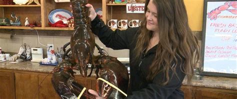 woman buys 23 pound lobster named king louie to set him