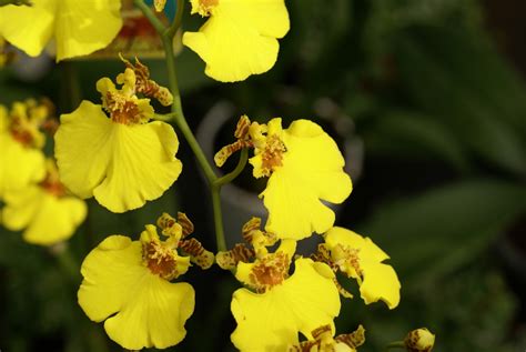 yellow oncidium orchid yellow orchid oncidium orchids types  orchids