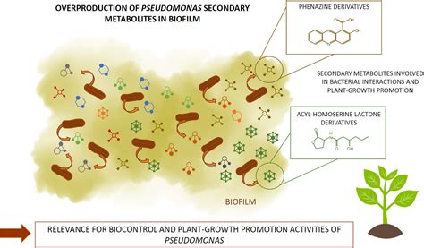 secondary metabolites  plantassociated pseudomonas  overproduced  biofilm rieusset
