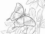 Ulysses Borboleta Kupu Morpho Colorare Mewarnai Montanha Ulisses Disegni Coloringbay Farfalle Farfalla Ulisse sketch template