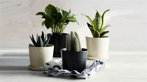 buy planters  flower pots  outdoor  indoor plants todaycom