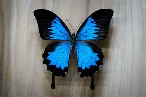 real blue butterfly papilio ulysses papered unmounted  males