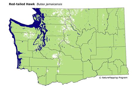 distribution map red tailed hawk buteo jamaicensis