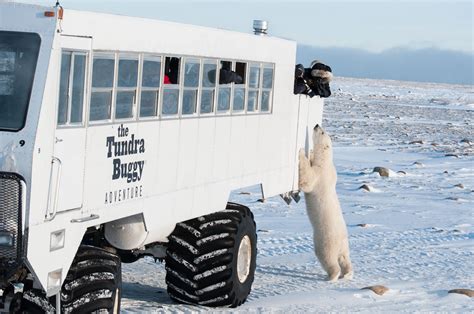 see polar bears in the wild and support the imagine a place campaign frontiers north adventures