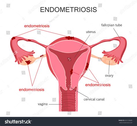 function of ovaries in female reproductive system retrograde