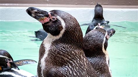 houston zoo galapagos islands exhibit opening date  animals