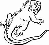 Lizard Iguana Reptile Drawing Echse Ausmalbilder Clipart Tiere Bearded Malvorlage Eidechse Ausmalen Malvorlagen Frilled Outline Cute Liegend Hinten Echsen Animals sketch template