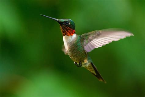 public learns  hummingbirds wsiu