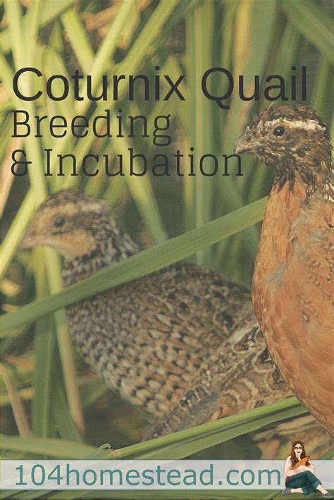 incubating and brooding coturnix quail quail quail coop chickens backyard