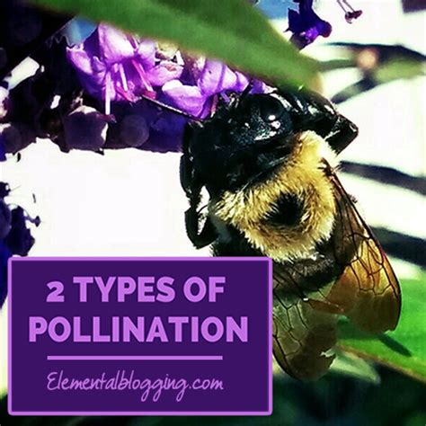 types  pollination elemental blogging