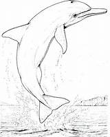 Dolphin Coloring Pages Realistic Bottlenose Drawing Big Getdrawings Printable Jumping Getcolorings sketch template