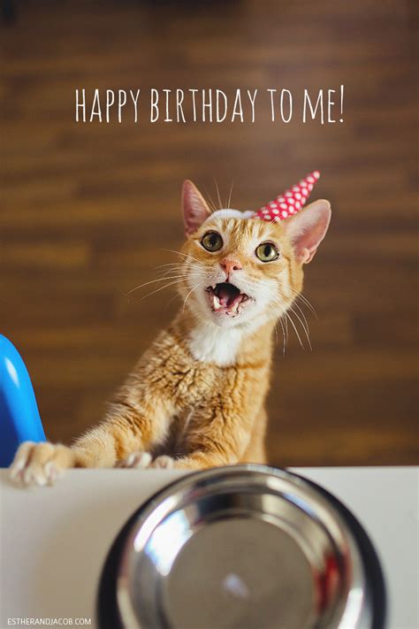 happy birthday    cat birthday celebration