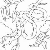 Coloring Pages Snake Snakes Lizards Lizard sketch template