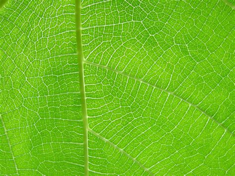 leaf texture  idolminds  deviantart