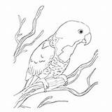 Coloring Parrot Pages Lorikeet Blue Color Naped Cute Cartoon Conure Parrots Branch Designlooter Pic Toddler Will Drawings Sitting 230px 89kb sketch template