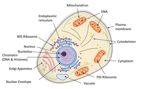 symbiosis  evolution   origin   eukaryotic cell encyclopedia   environment