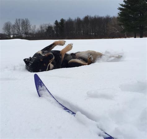 column  dog   enjoyed  skiing  bay meadows winter sports