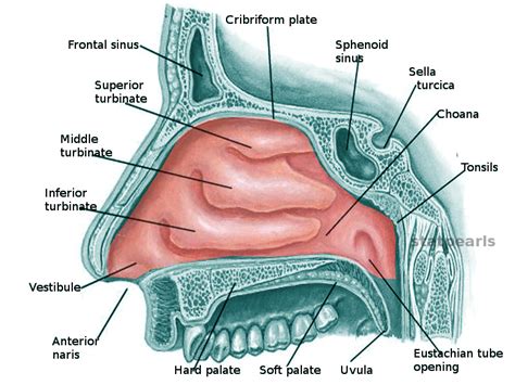 anatomy head  neck nasal concha statpearls ncbi bookshelf