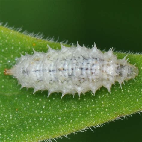 spiky white larva bugguide