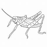 Coloring Grasshopper Pages Sauterelle Animals Clipart Dessin Coloriage Imprimer Popular Printable Drawing Library Books sketch template