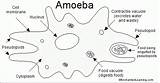Amoeba Diagram Paramecium Functions Protist Diagrams Labelled Parts Structure Enchantedlearning Science Cells Their Cell Ameba Label Draw Amoebas Class Grade sketch template