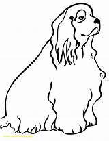 Spaniel Cocker Coloring Pages Dog Clipart Cockapoo Cliparts Template Handipoints Clipartbest Getcolorings Library Printable Color Drawings Getdrawings 35kb 1275 sketch template
