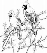 Coloring Pages Bird Printable Cardinal Red Birds Supercoloring Colouring Adult sketch template