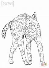 Coloring Pages Wild Serval Cat Cats Realistic Wildcat Printable Drawing Color Comments Getcolorings Coloringhome Drawings 67kb sketch template