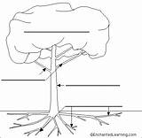 Label Tree Parts Anatomy Sketch Diagram Worksheet Enchantedlearning Plant Kids Plants Science Coloring Class Trees Flower Learning Labels Simple Printout sketch template