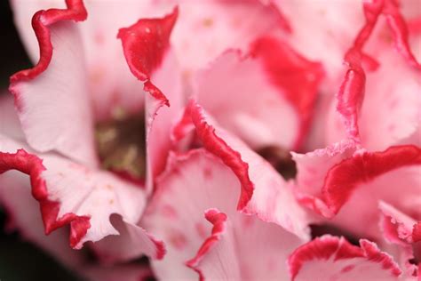 bezplatný obrázek příroda list květina rododendron rostlina růžová
