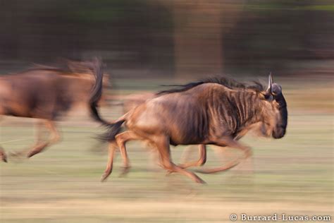 wildebeest herd running burrard lucas photography